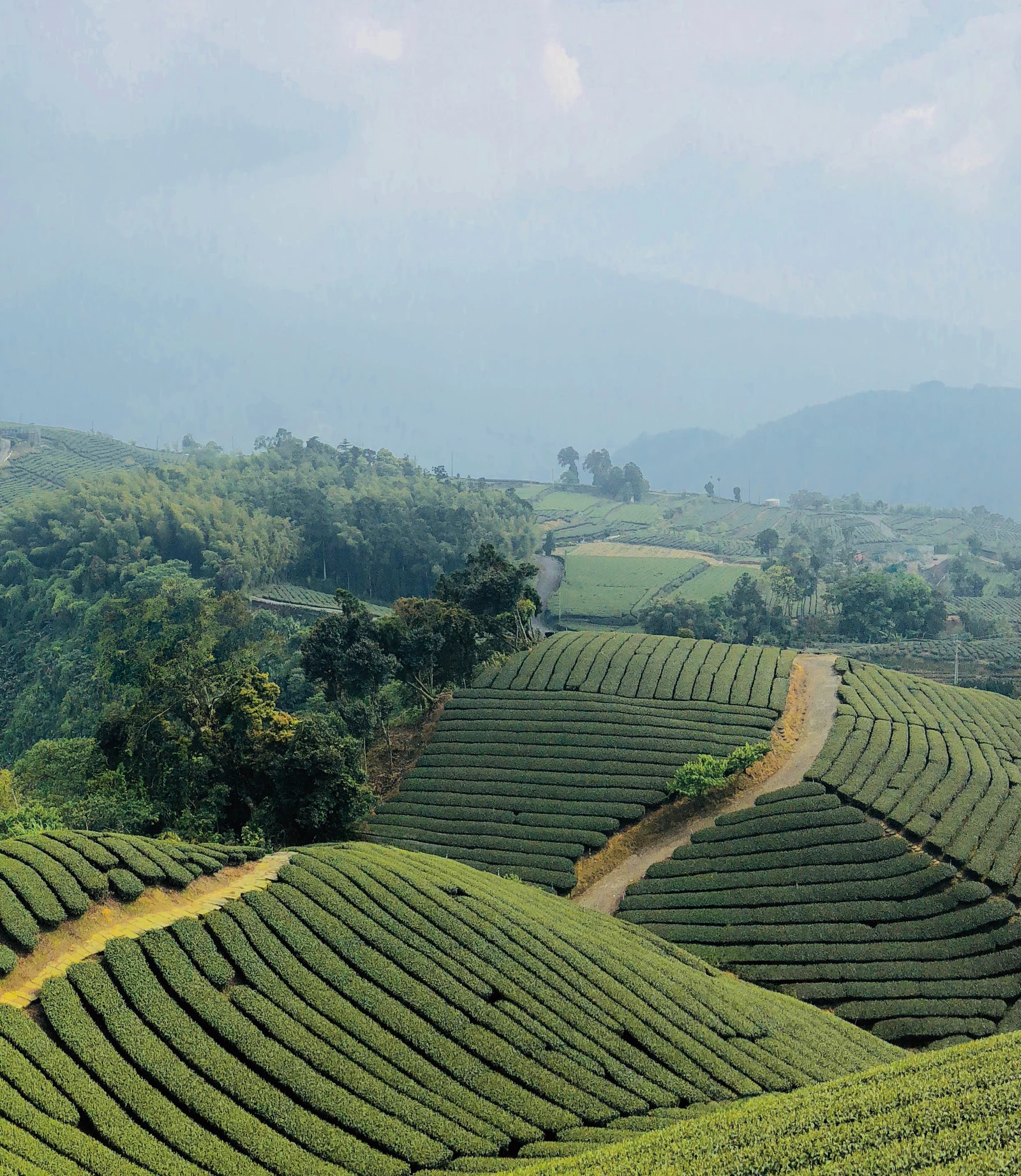 台灣高山茶園與台灣茶文化風景